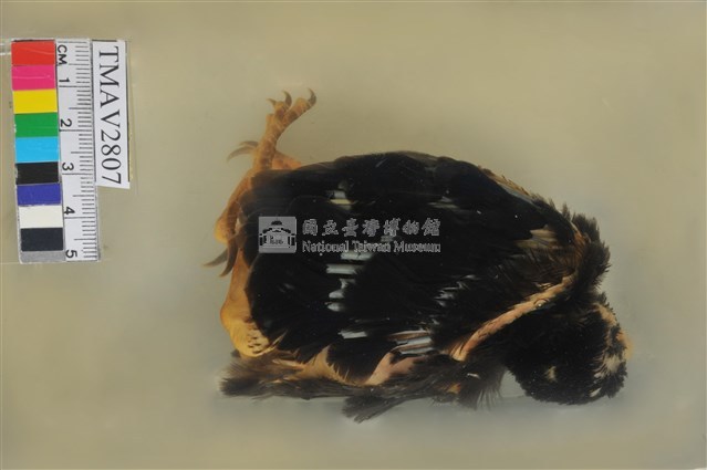 臺灣藍鵲藏品圖，第3張