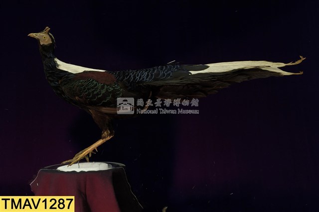 藍腹鷴藏品圖，第1張