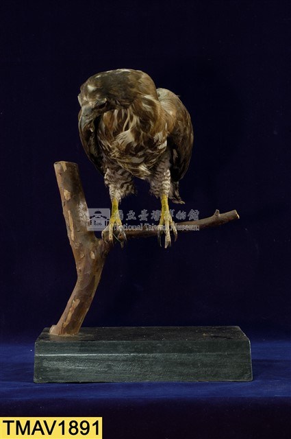 鳳頭蒼鷹藏品圖，第7張