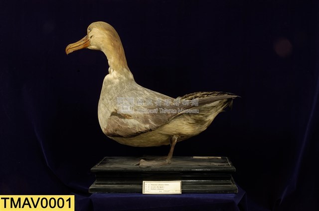Short-tailed Albatross Collection Image, Figure 1, Total 9 Figures