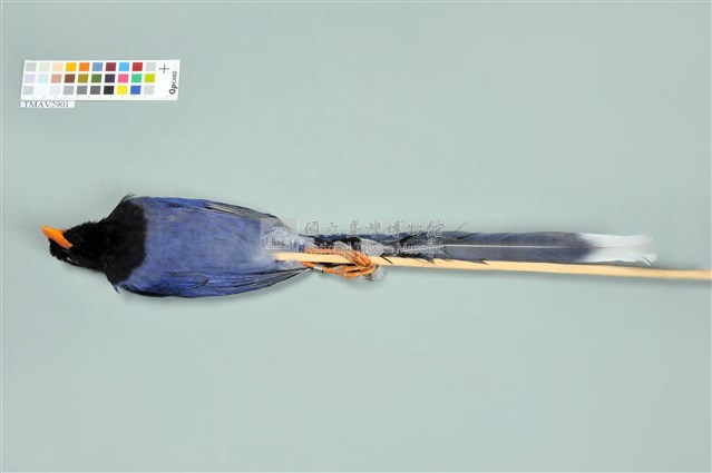 臺灣藍鵲藏品圖，第11張