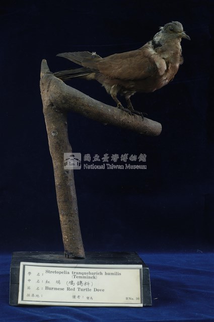 Red Turtle Dove Collection Image, Figure 1, Total 11 Figures