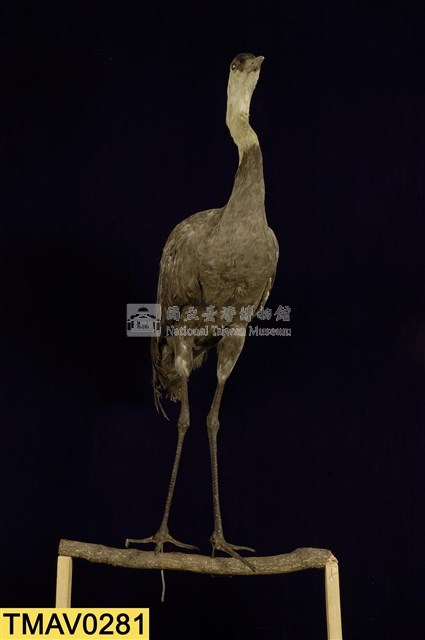 白頭鶴藏品圖，第1張