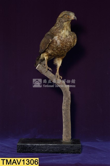 鳳頭蒼鷹藏品圖，第8張