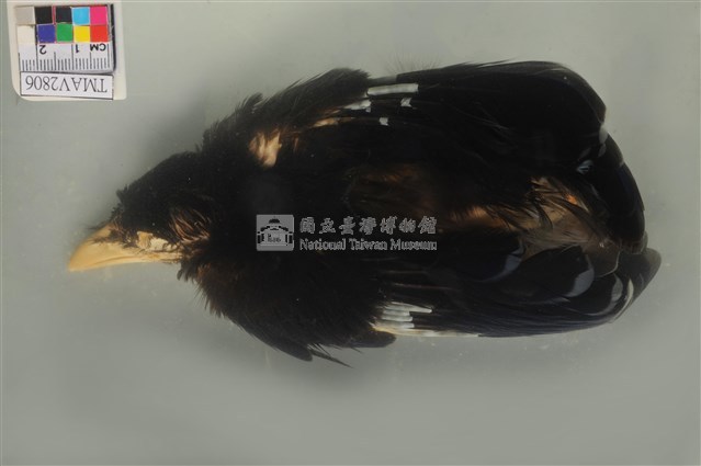 臺灣藍鵲藏品圖，第1張