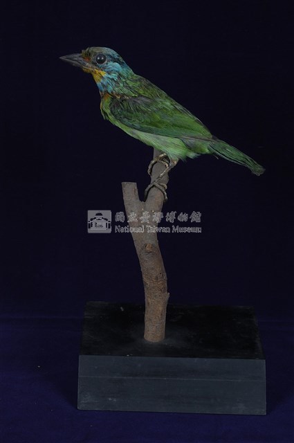 五色鳥藏品圖，第9張