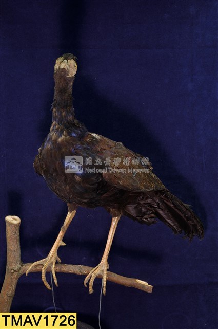 藍腹鷴藏品圖，第6張