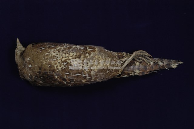 Mikado Pheasant Collection Image, Figure 1, Total 11 Figures