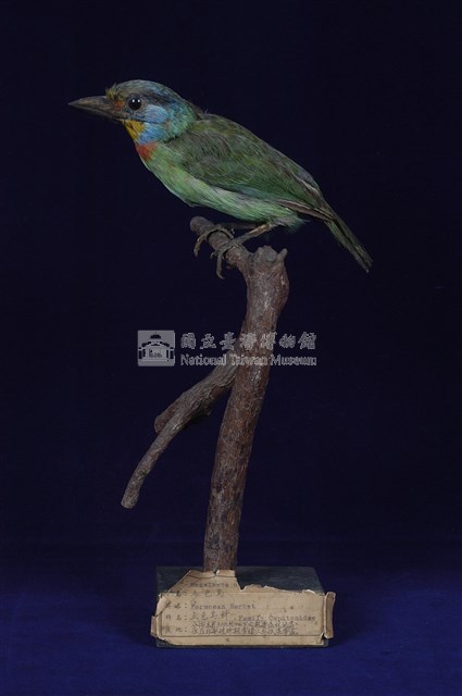 五色鳥藏品圖，第10張