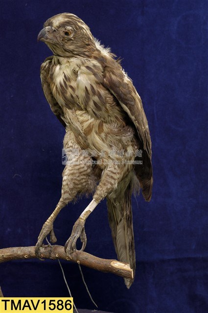 鳳頭蒼鷹藏品圖，第6張
