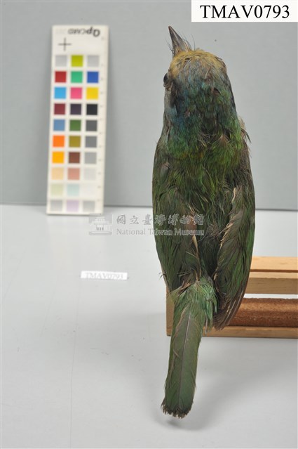 五色鳥藏品圖，第13張