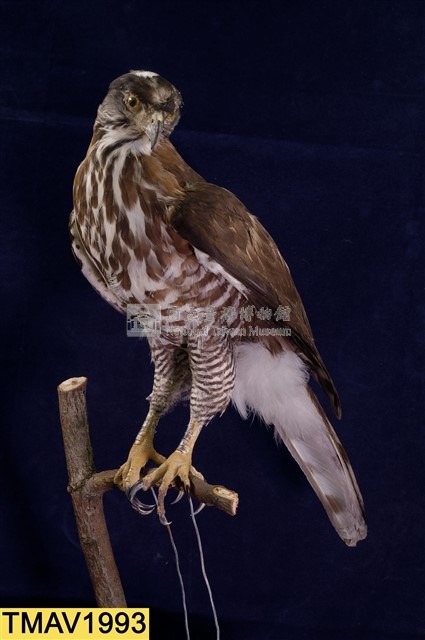 鳳頭蒼鷹藏品圖，第6張