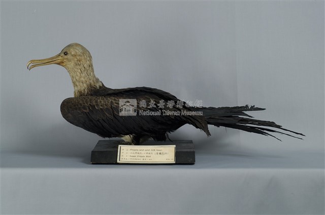 Lesser Frigate Collection Image, Figure 9, Total 13 Figures