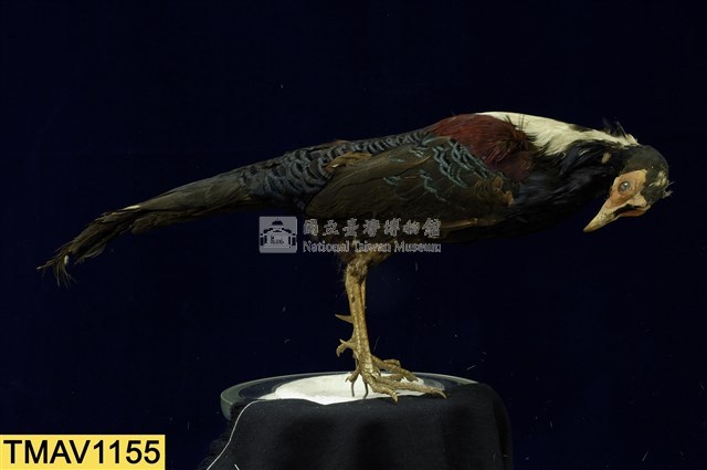 藍腹鷴藏品圖，第1張