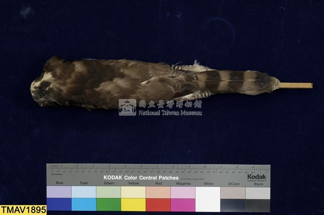 鳳頭蒼鷹藏品圖，第6張
