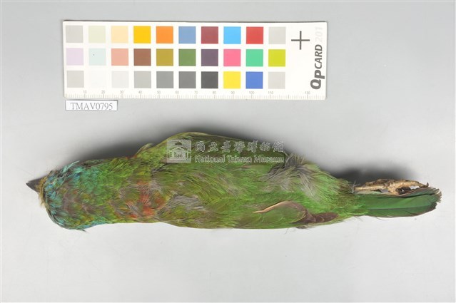 五色鳥藏品圖，第12張