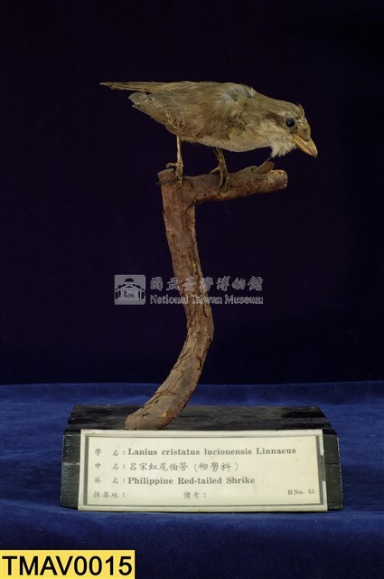 Brown Shrike Collection Image, Figure 1, Total 11 Figures