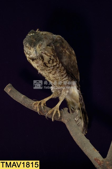 鳳頭蒼鷹藏品圖，第7張