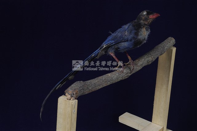 臺灣藍鵲藏品圖，第10張