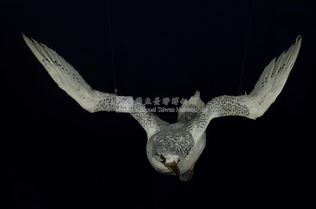 紅尾熱帶鳥藏品圖，第9張