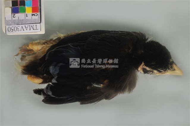 臺灣藍鵲藏品圖，第3張
