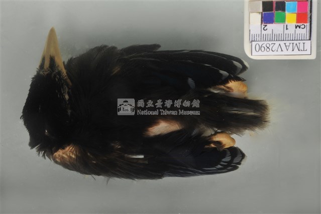 臺灣藍鵲藏品圖，第1張