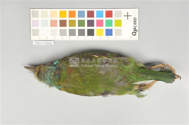 五色鳥藏品圖，第13張
