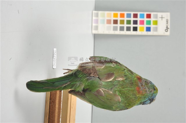 五色鳥藏品圖，第13張