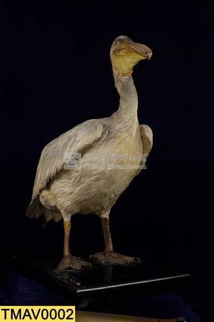 Dalmatian Pelican Collection Image, Figure 1, Total 11 Figures