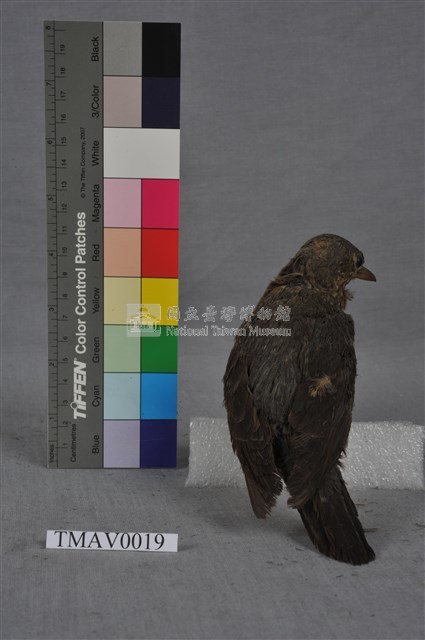 藍磯鶇藏品圖，第3張