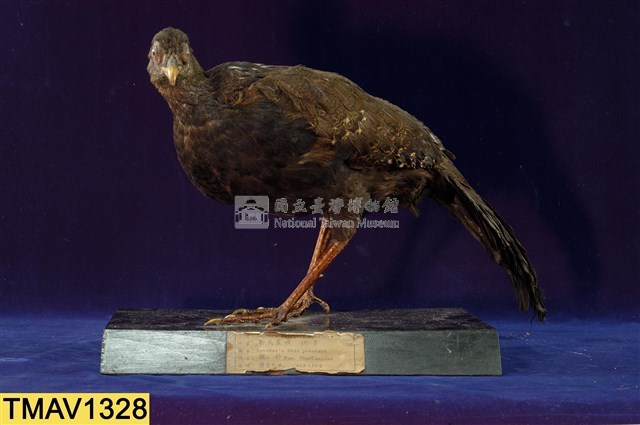 藍腹鷴藏品圖，第1張