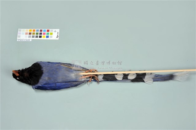 臺灣藍鵲藏品圖，第11張
