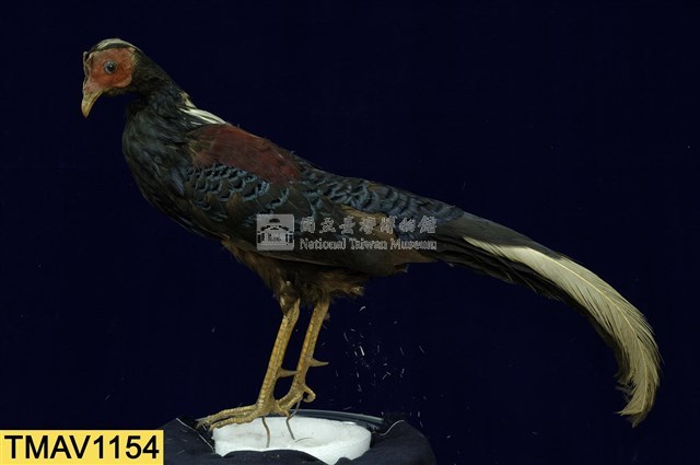 藍腹鷴藏品圖，第1張