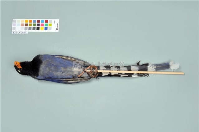 臺灣藍鵲藏品圖，第11張