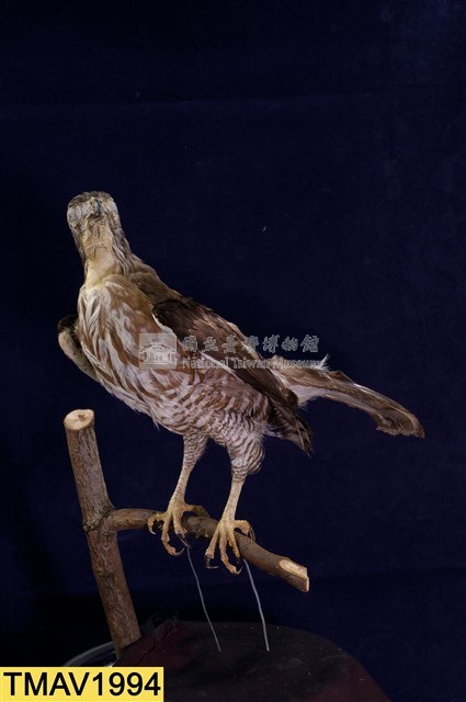 鳳頭蒼鷹藏品圖，第8張