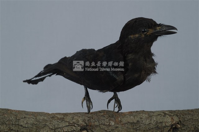 Black Drongo Collection Image, Figure 9, Total 13 Figures