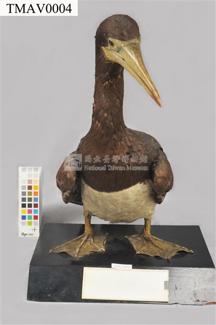 白腹鰹鳥藏品圖，第1張
