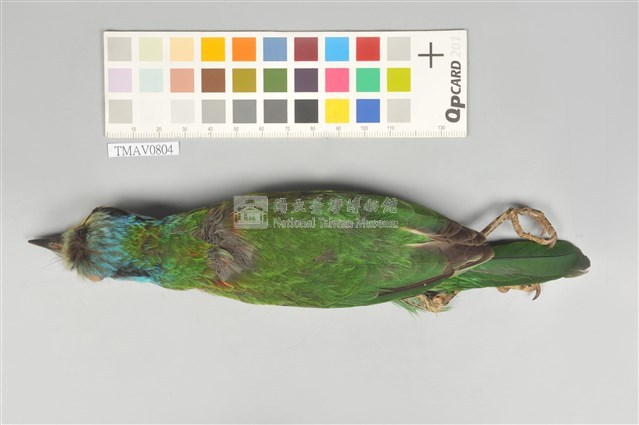 五色鳥藏品圖，第13張