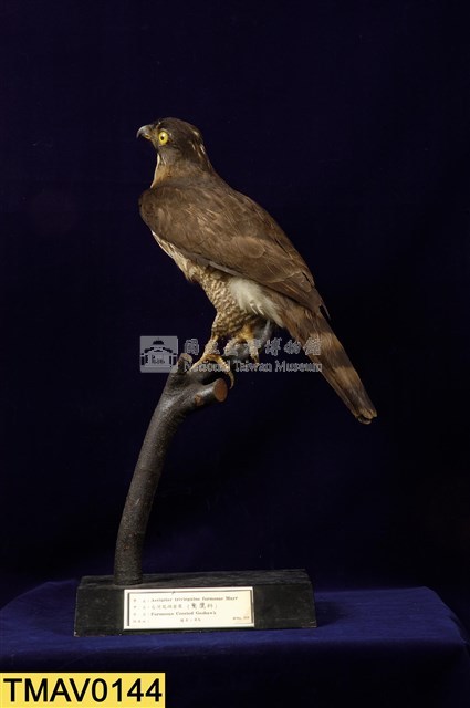 鳳頭蒼鷹藏品圖，第1張