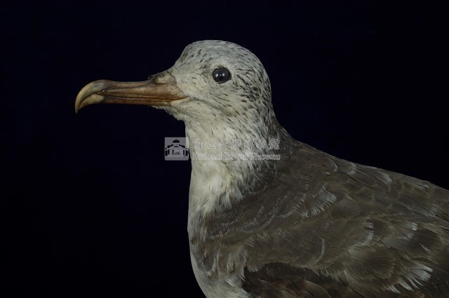 Streaked Shearwater Collection Image, Figure 13, Total 13 Figures