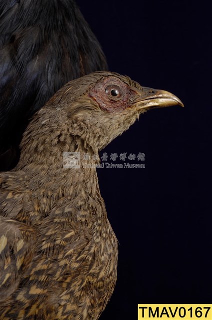 藍腹鷴藏品圖，第11張