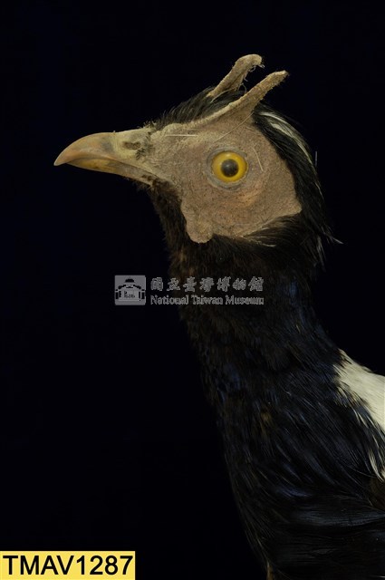 藍腹鷴藏品圖，第9張
