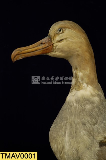 Short-tailed Albatross Collection Image, Figure 9, Total 9 Figures