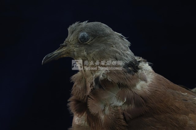 Red Turtle Dove Collection Image, Figure 11, Total 11 Figures
