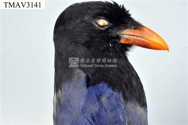 臺灣藍鵲藏品圖，第14張