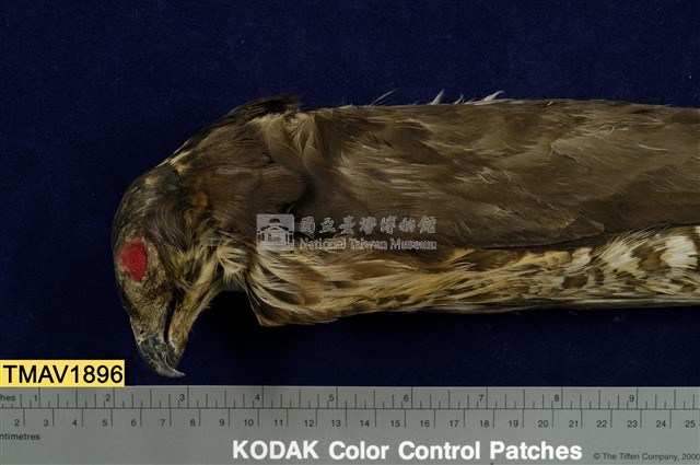 鳳頭蒼鷹藏品圖，第9張