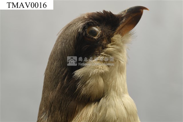 Rufous-backed Shrike Collection Image, Figure 7, Total 14 Figures