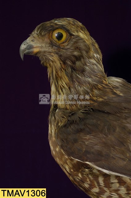 鳳頭蒼鷹藏品圖，第11張