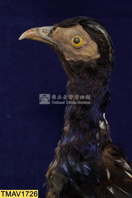藍腹鷴藏品圖，第9張