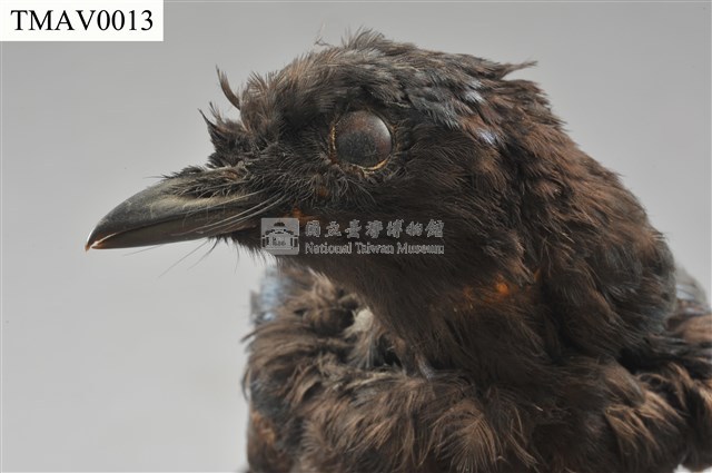 小卷尾藏品圖，第8張